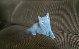 Scottish Straight gatos en venta: Gatcot.com - Imagen 4