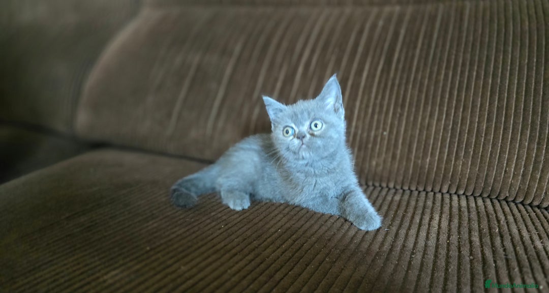 Scottish Straight gatos en venta: Gatcot.com - Imagen 4