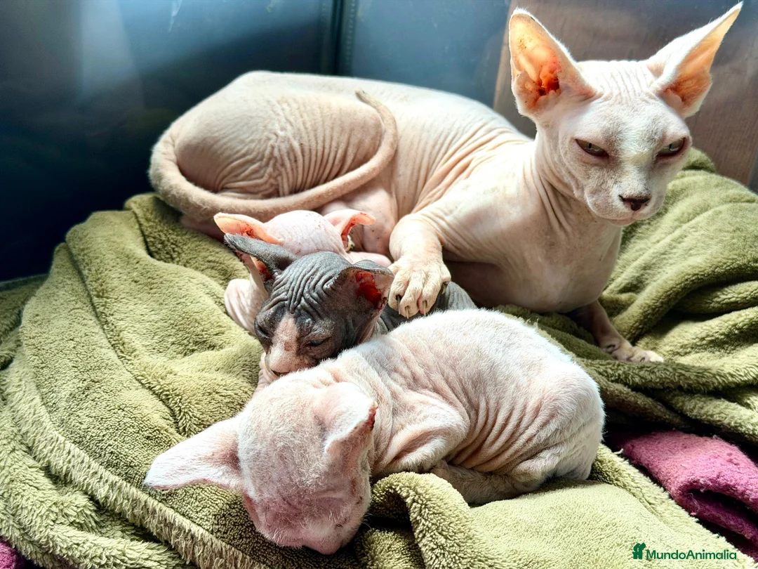 Sphynx gatos en venta: Sphynx blancos y bicolor - Anuncio 1