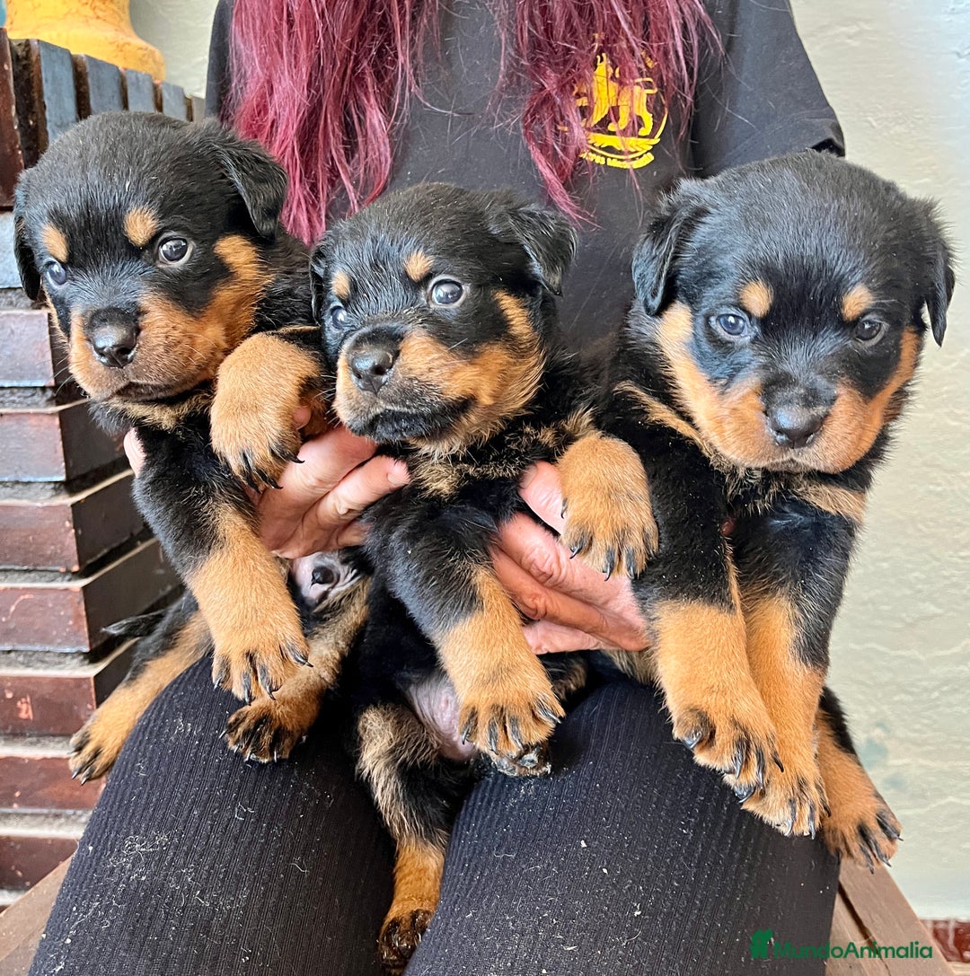 Rottweiler perros en venta: ROTTWEILER macho y hembra - Imagen 6