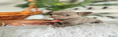 Chihuahua 1