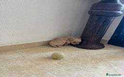 Yorkshire Terrier perros en venta: YORSHIRE - Imagen 5