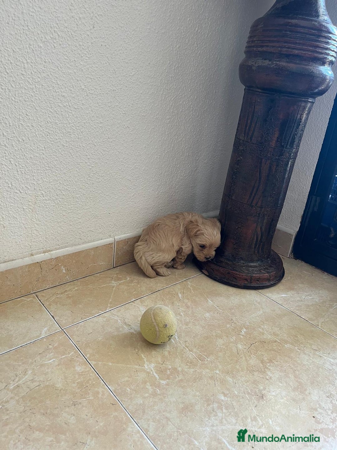 Yorkshire Terrier perros en venta: YORSHIRE - Imagen 5