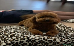 Caniche Toy perros en venta: caniche toy - Imagen 5