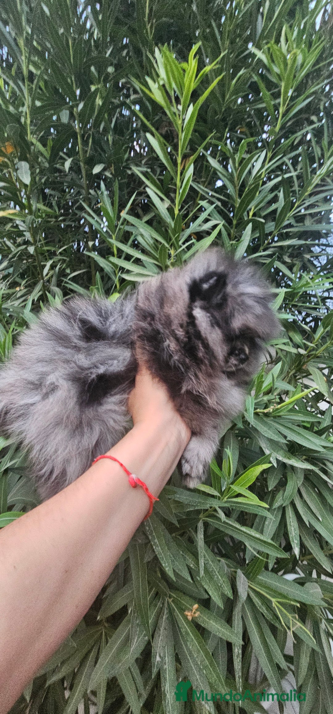 Pomerania perros en venta: Espectacular pomerania merle  - Imagen 6