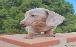 Teckel perros en venta: Teckel Mini Arlequin Isabello - Imagen 5
