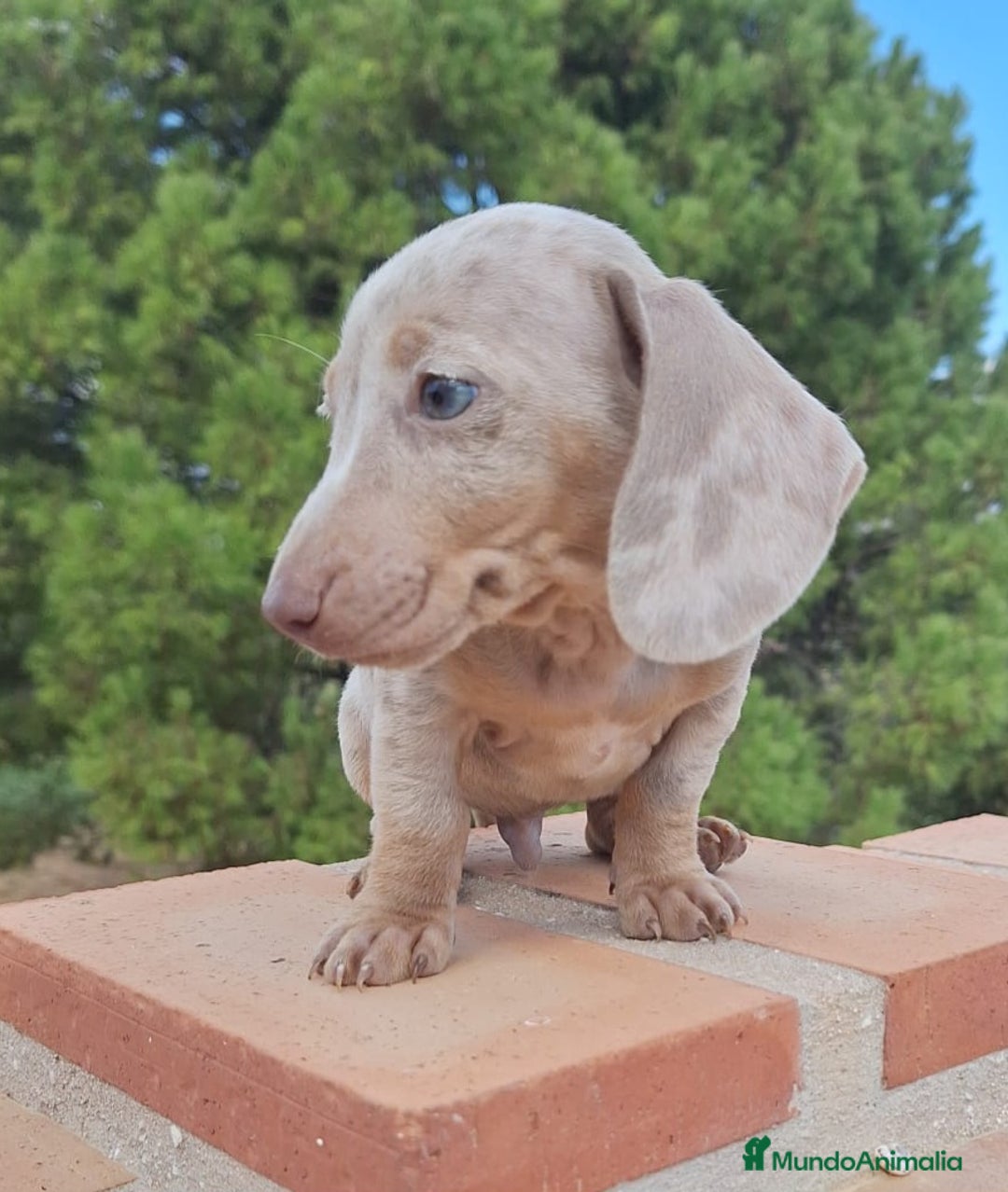 Teckel perros en venta: Teckel Mini Arlequin Isabello - Imagen 5