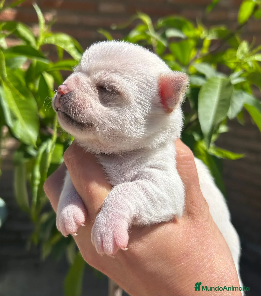 Chihuahua perros en venta: Chihuahua - Anuncio 1