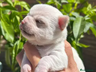 Chihuahua perros Chihuahua - Anuncio 1