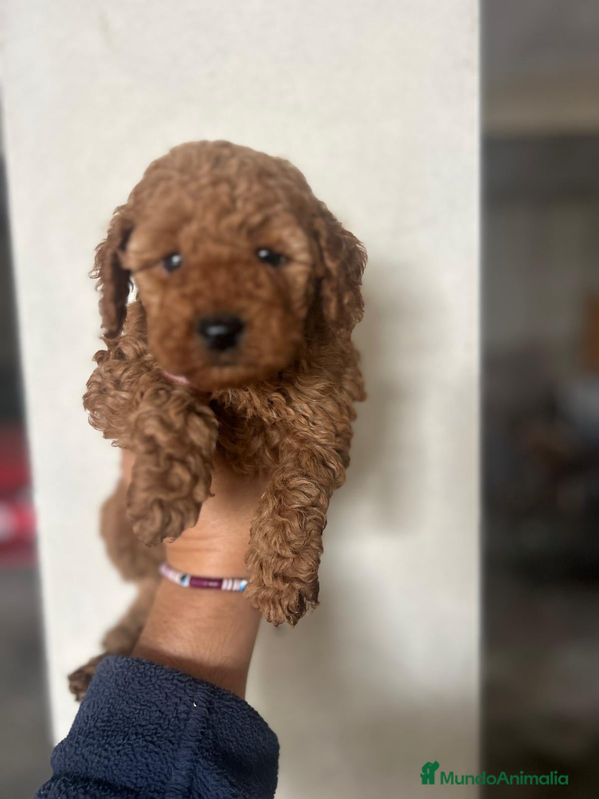 Raza Mixta perros Caniches.  628789235 - Anuncio 5