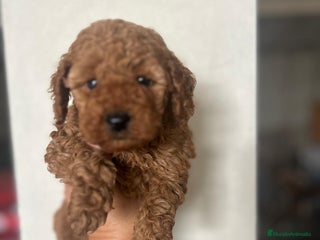 Raza Mixta perros Caniches. 628789235 - Anuncio 1