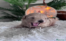 Maltipoo perros en venta: MALTIPOO  - Anuncio 5