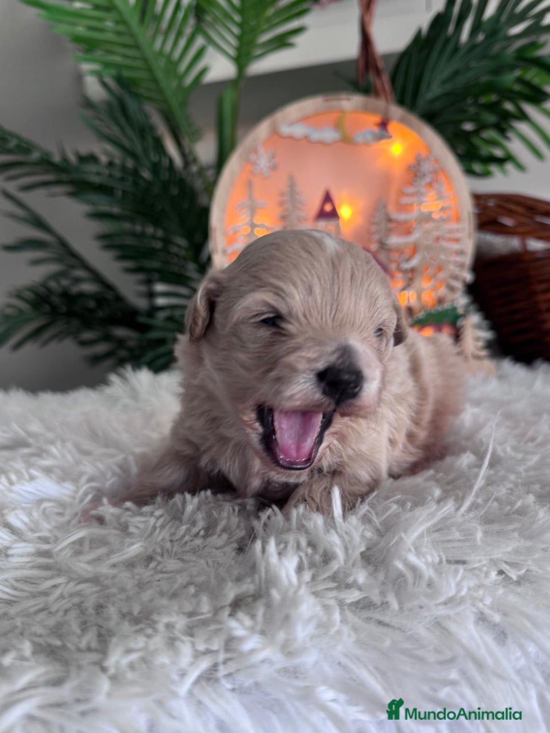 Maltipoo perros en venta: MALTIPOO  - Anuncio 5