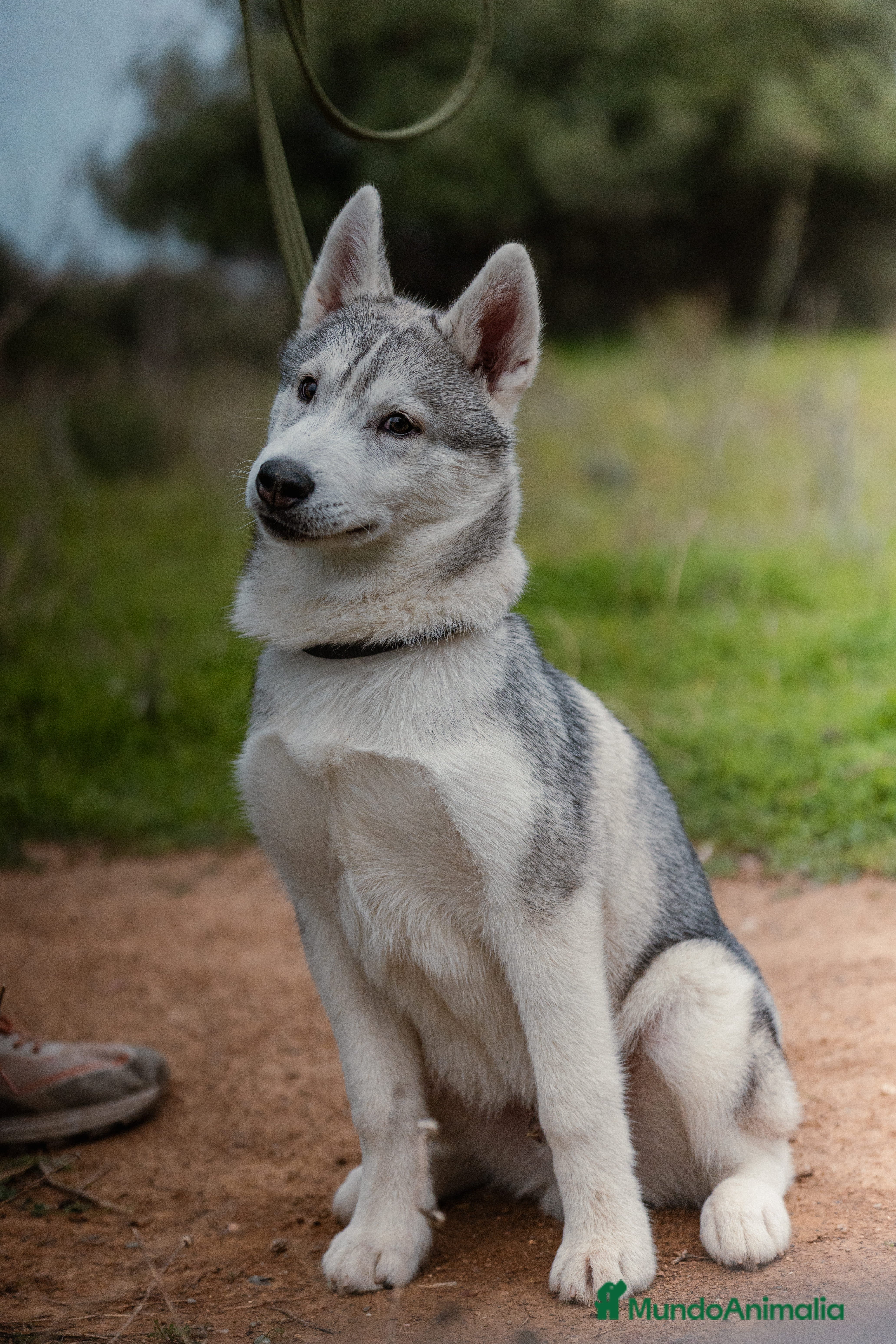 Husky Siberiano perros Macho  - Anuncio 1