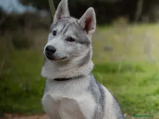 Husky Siberiano perros Macho - Anuncio 2