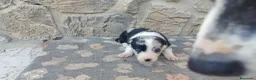 Border Collie perros en venta: Border Collie disponibles - entrega septiembre - Anuncio 7
