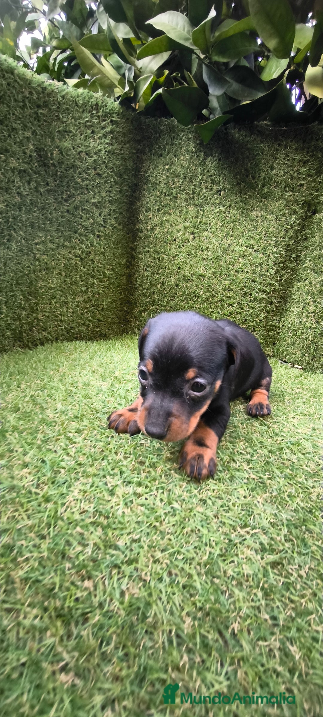 Teckel Miniatura perros en venta: camada teckel arlequín y todos los colores  - Anuncio 31