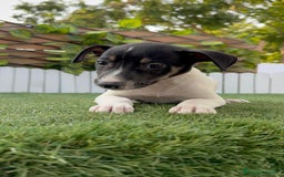 Ratonero Bodeguero Andaluz perros en venta: BODEGUERO ANDALUZ - Imagen 9