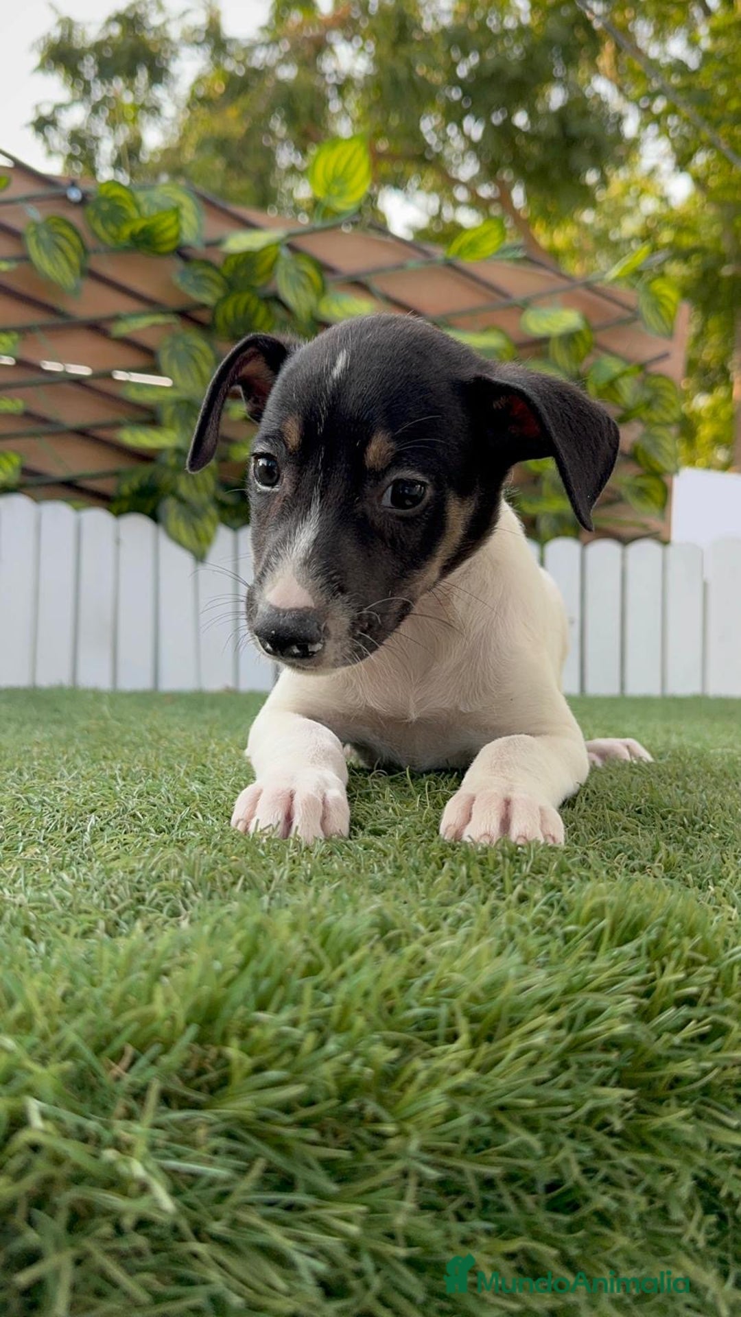 Ratonero Bodeguero Andaluz perros en venta: BODEGUERO ANDALUZ - Imagen 9