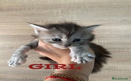 Maine Coon gatos en venta: Main Coon, nueva camada - Anuncio 4