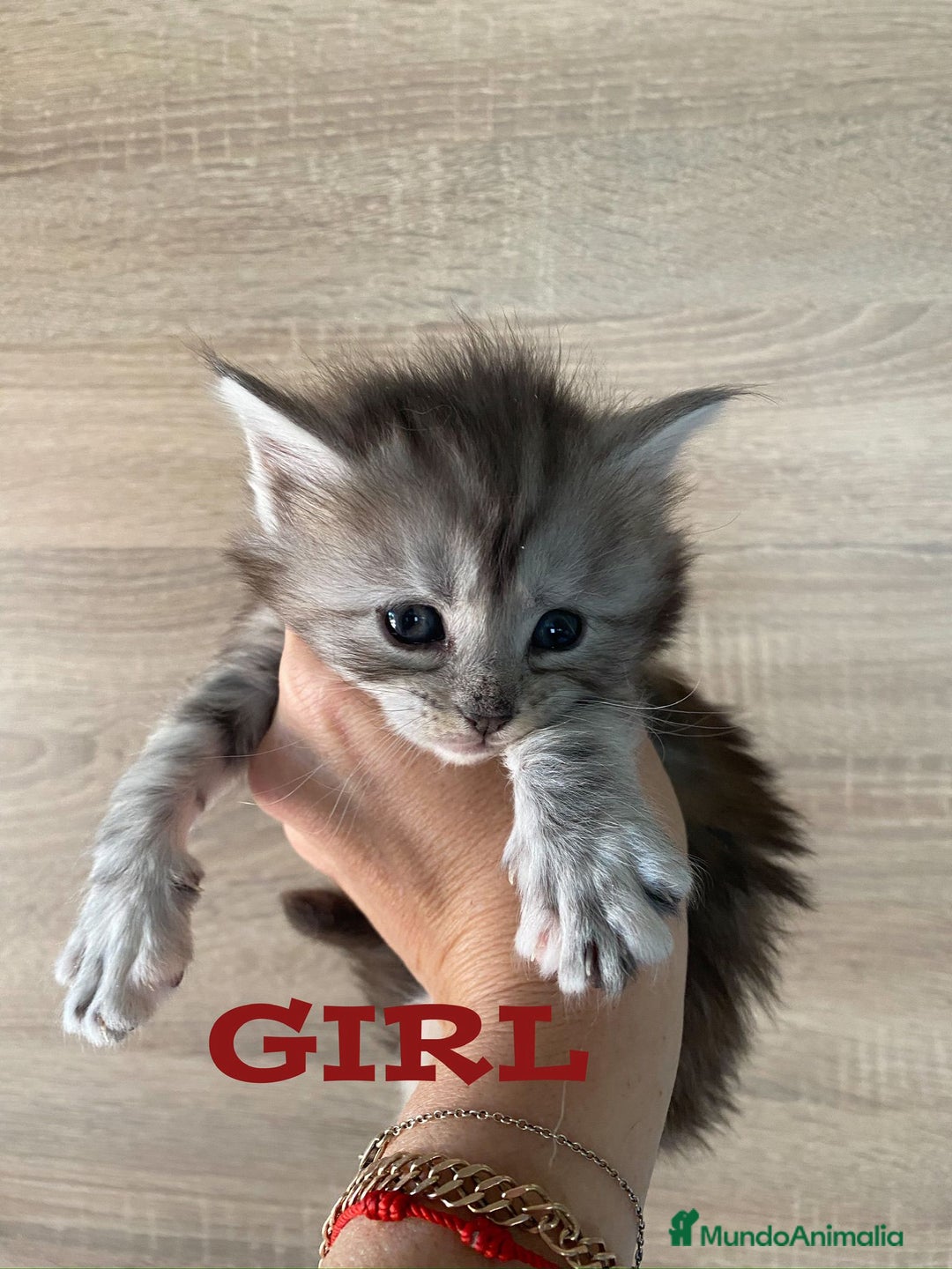 Maine Coon gatos en venta: Main Coon, nueva camada - Anuncio 4