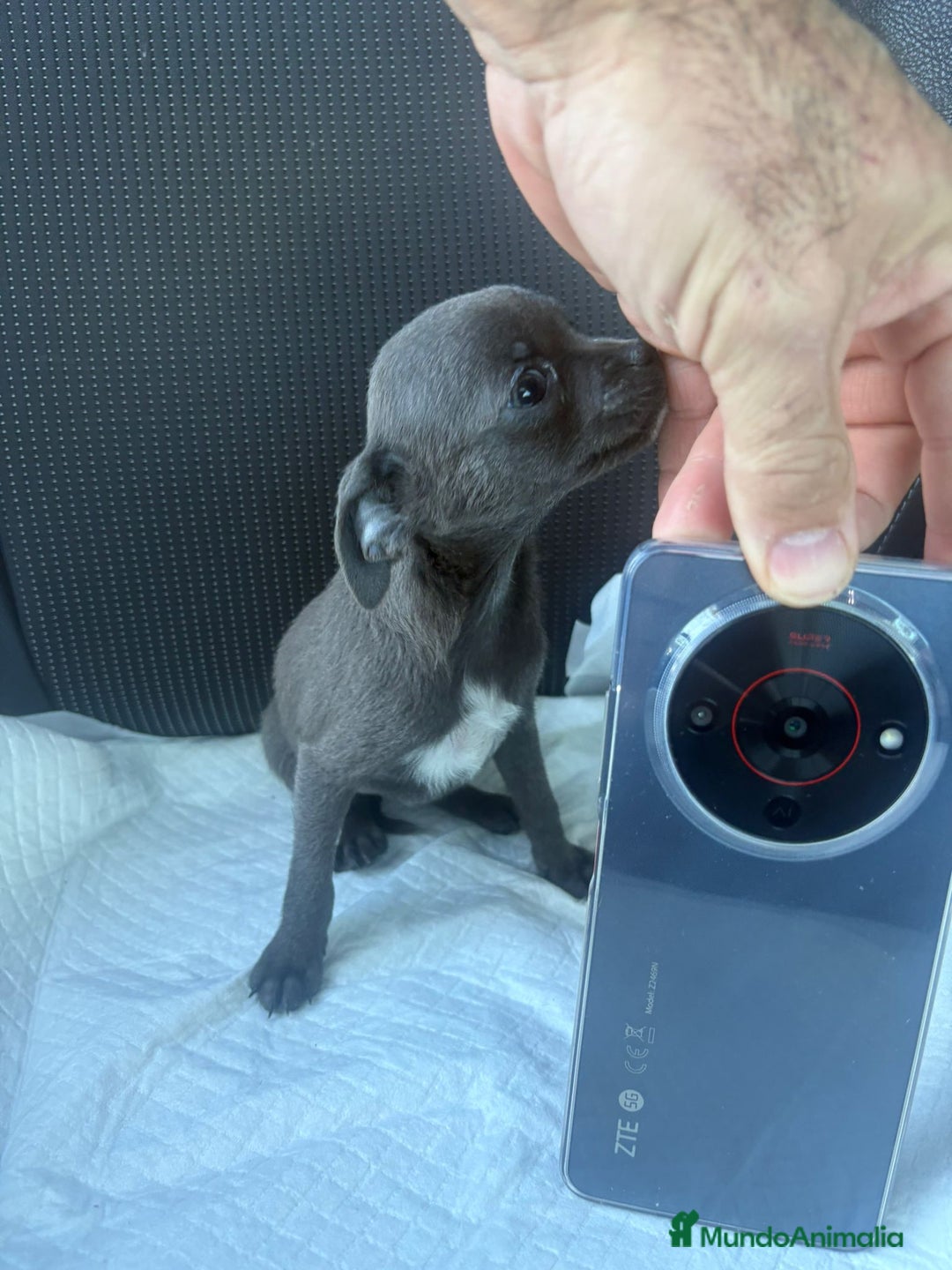 Chihuahua perros en venta: Chihuahua toy blue - Anuncio 2