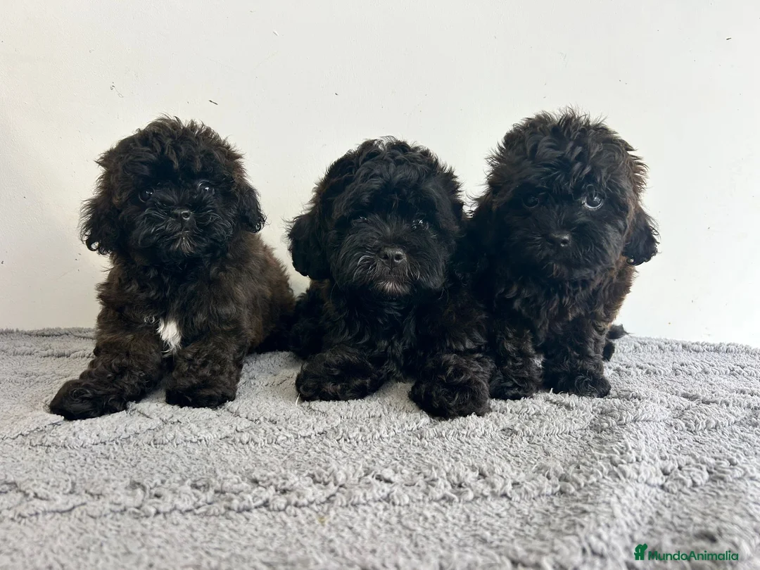 Maltipoo perros en venta: Maltipoo  - Anuncio 4
