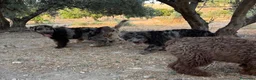 Perro de Agua Español perros en venta: PERRO DE AGUA ESPAÑOL - Anuncio 15
