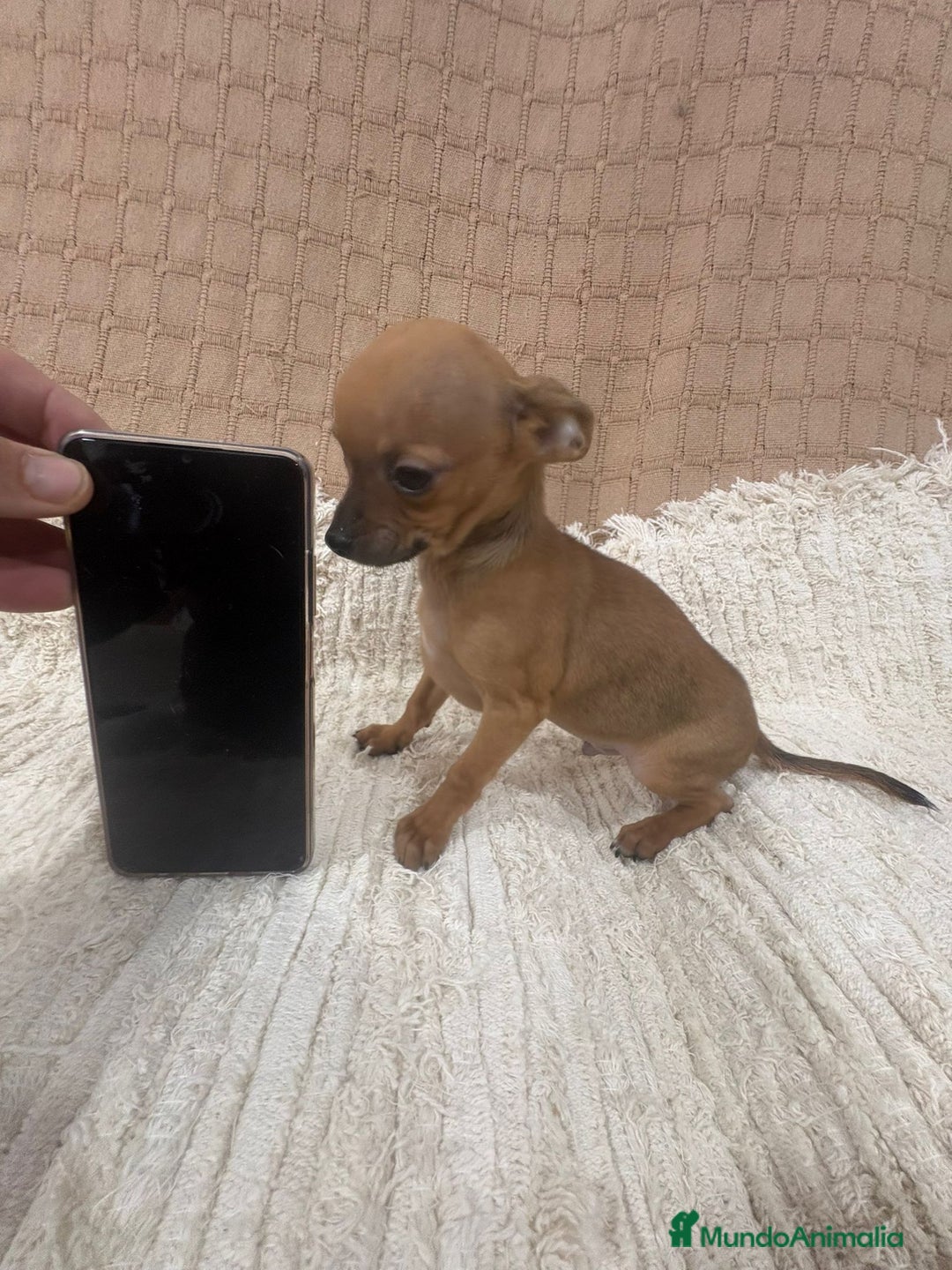Chihuahua perros en venta: Chihuahua toy  - Anuncio 5