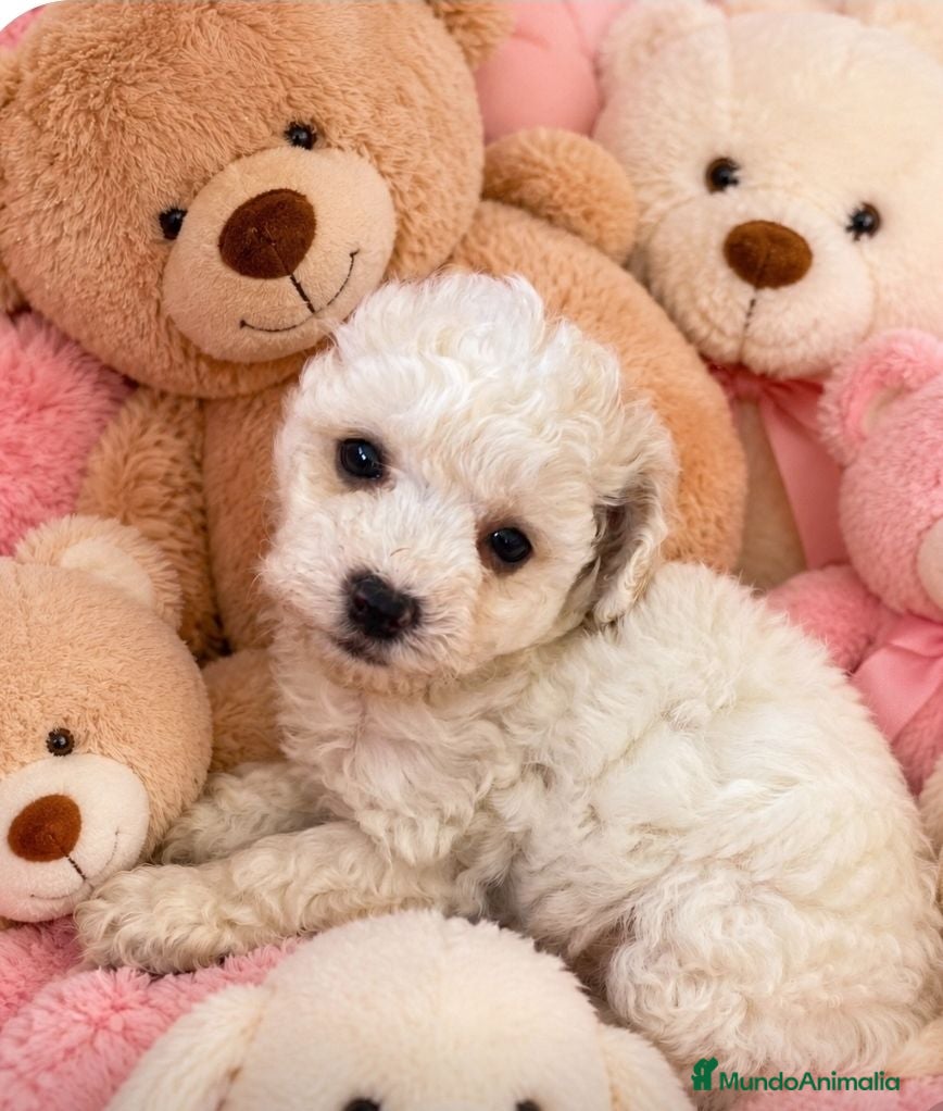 Caniche Toy perros Oportunidad, caniche toy! - Anuncio 2