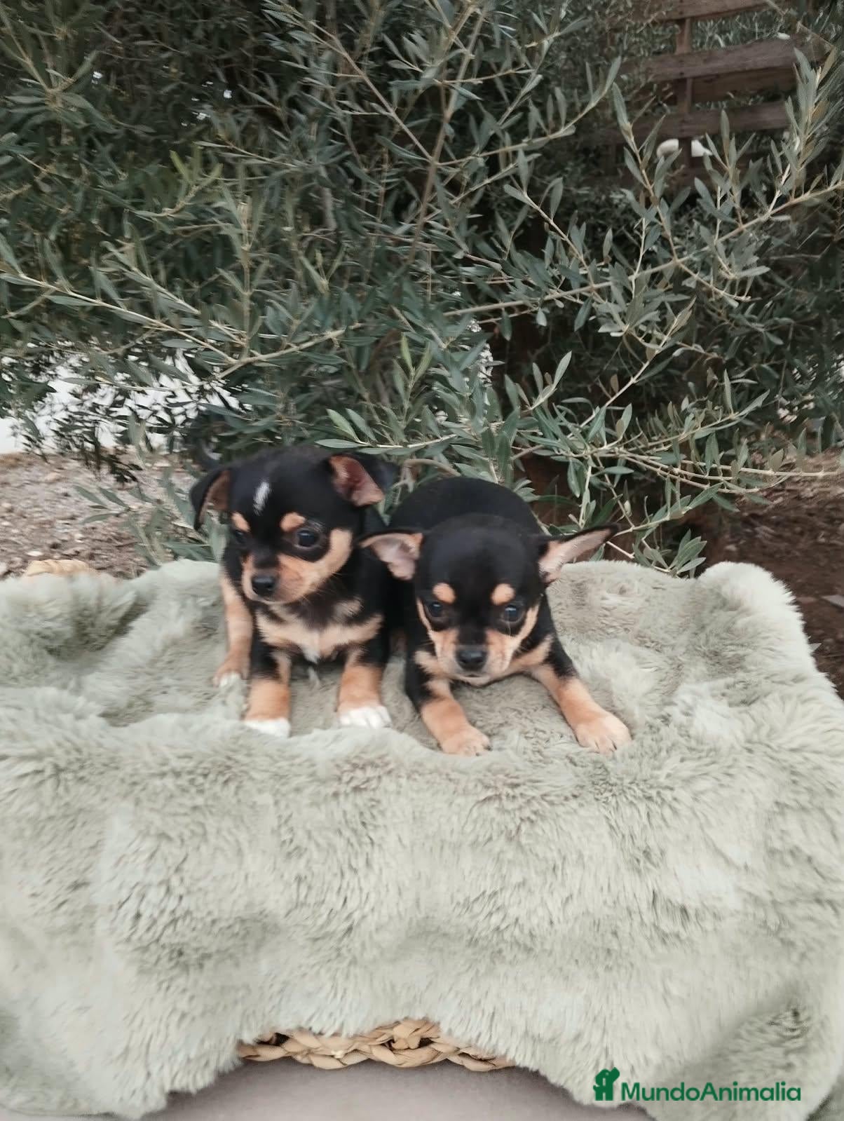 Chihuahua perros Gran camada de CHIHUAHUA. - Anuncio 1