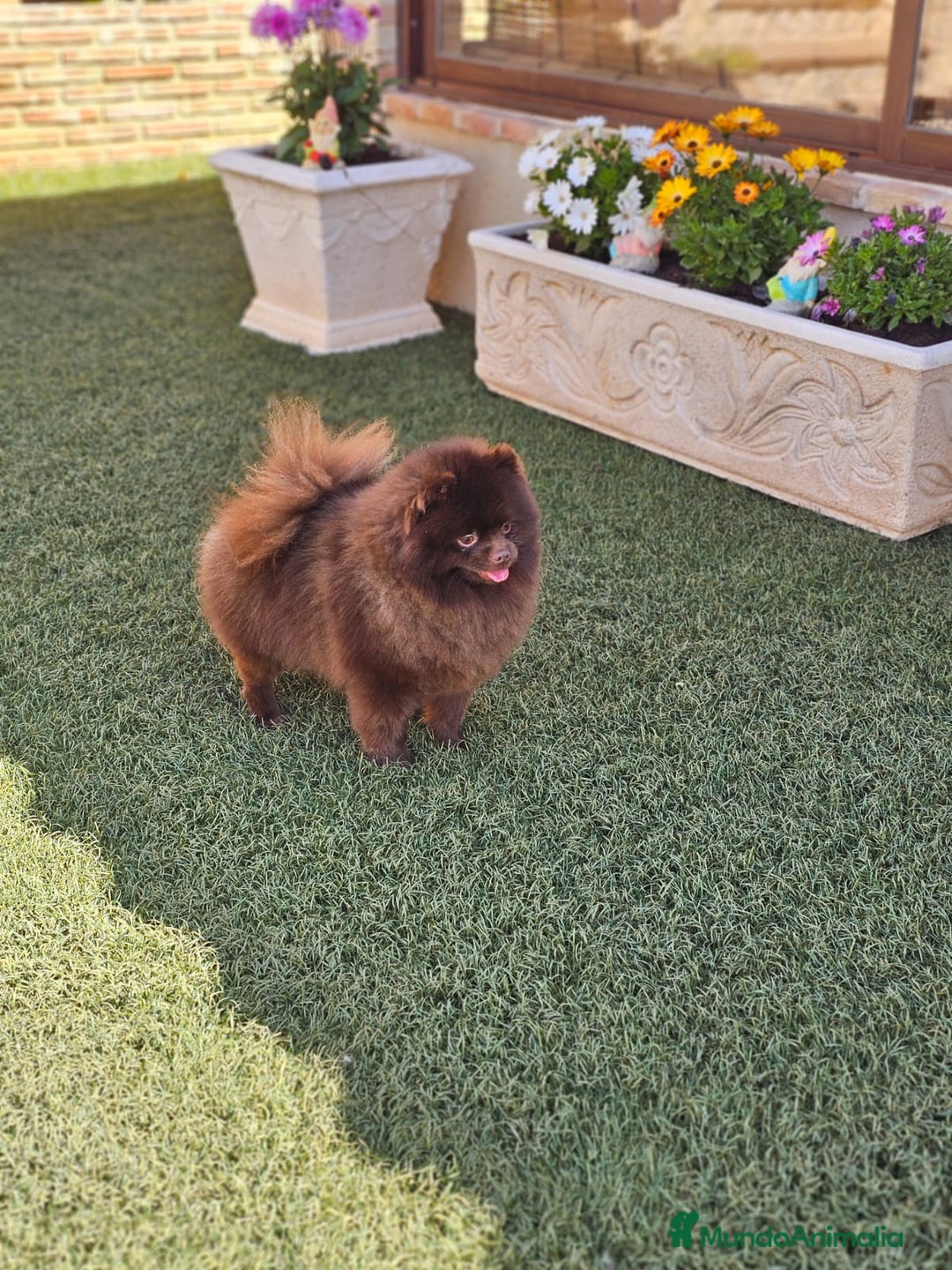 Pomerania perros en venta: EJEMPLARES DE POMERANIA  - Anuncio 2