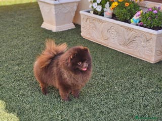 Pomerania perros EJEMPLARES DE POMERANIA - Anuncio 15