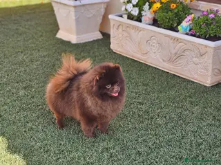 Pomerania perros EJEMPLARES DE POMERANIA - Anuncio 3
