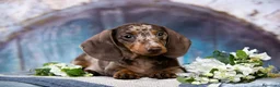 Teckel Miniatura perros en venta: TECKEL ALMERIA - LISTOS PARA ENTREGA  - Anuncio 5