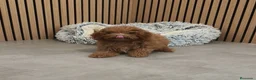 Caniche Toy perros en venta: Caniche Toy Apricot 🐩♂️ - Anuncio 7