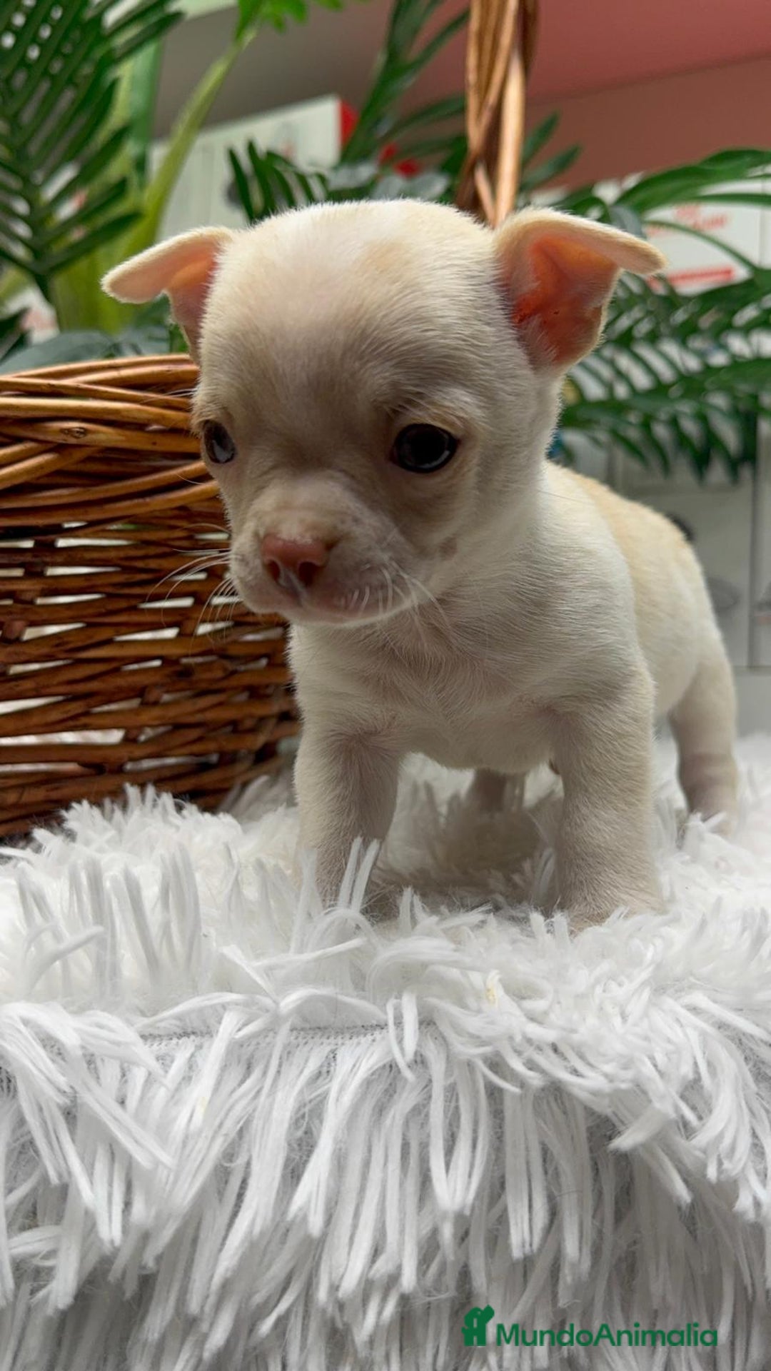Chihuahua perros en venta: CHIHUAHUA MACHO - Anuncio 4