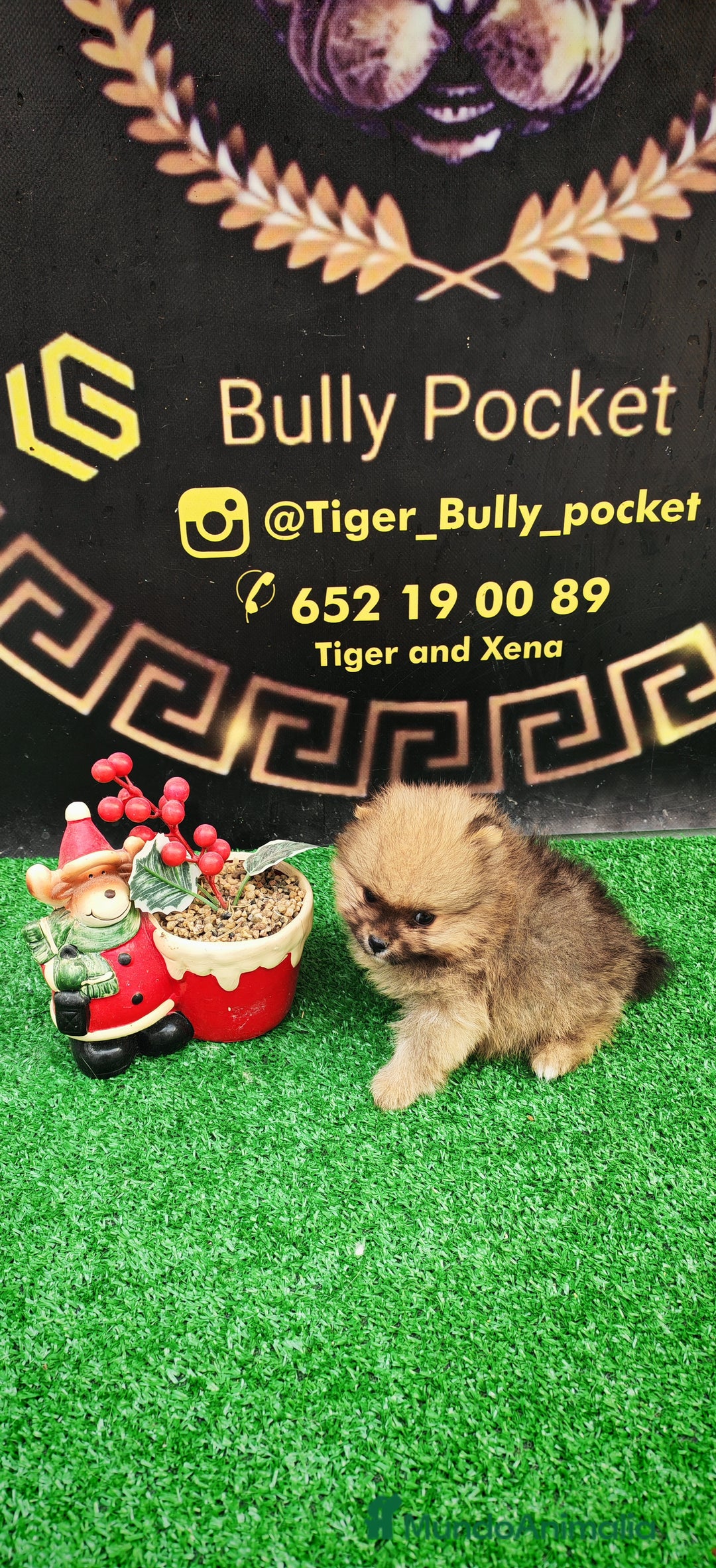 Pomerania perros en venta: Último Machito Pomerania Toy - Imagen 1