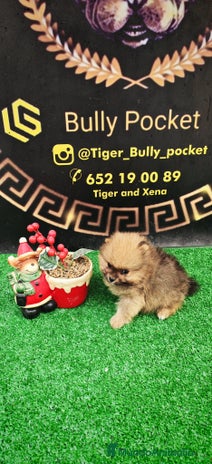 Pomerania perros - Anuncio 17