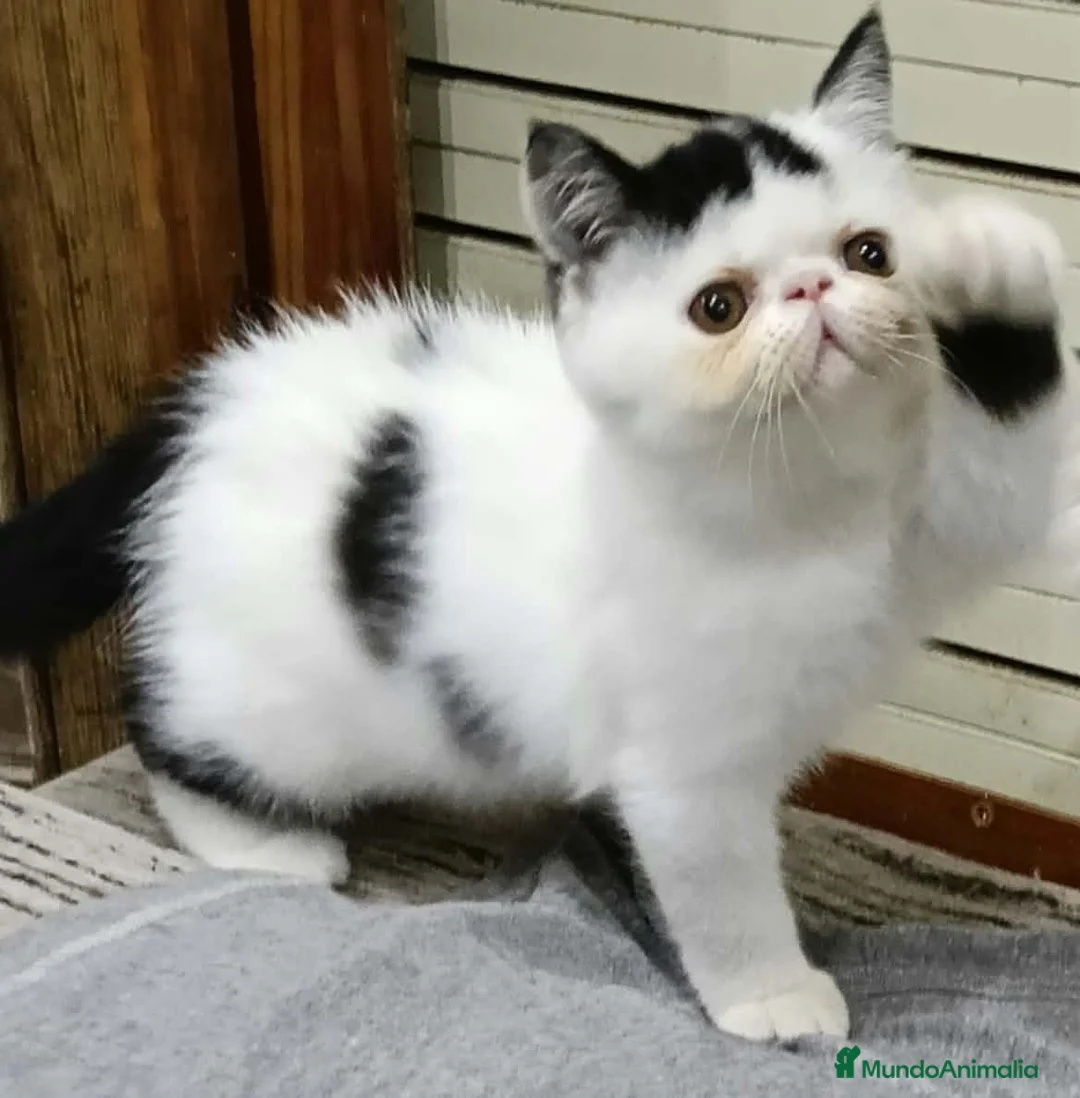 Exótico de Pelo Corto gatos en venta: Exotico  en Barcelona - Anuncio 6