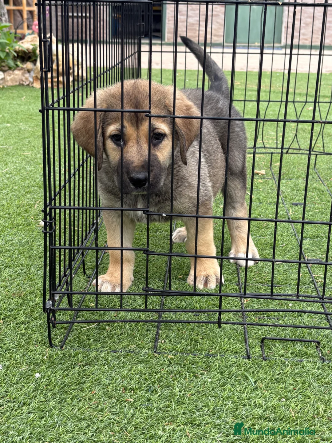 Pastor de Asia Central perros en venta: Alabai  - Anuncio 2