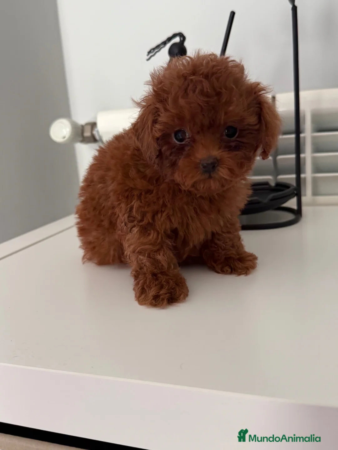 Caniche Toy perros en venta: 🐩 CANICHE TOY ROJO PIMENTÓN — 2 MESES 🤎   en Barcelona - Anuncio 2