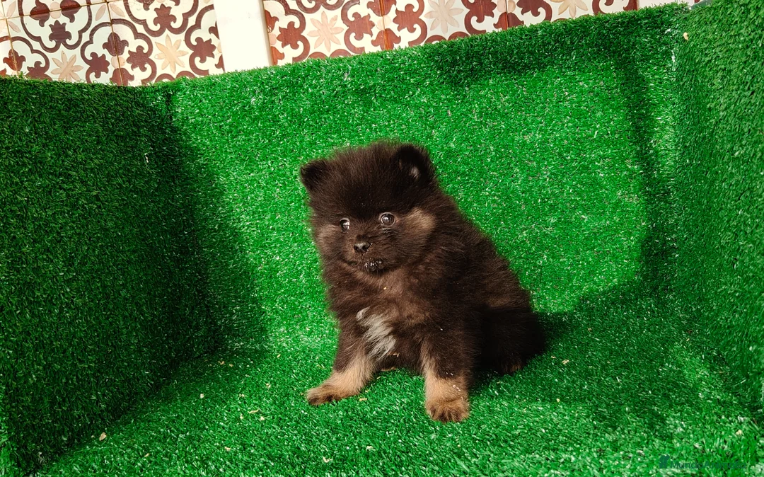 Pomerania perros en venta: Busco camadas  - Anuncio 1