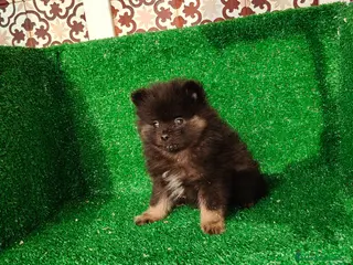 Pomerania perros Busco camadas - Anuncio 1