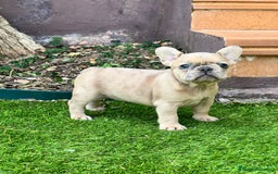 Bulldog Francés perros en venta: entra en nuestra web milcachorros.es - Imagen 15