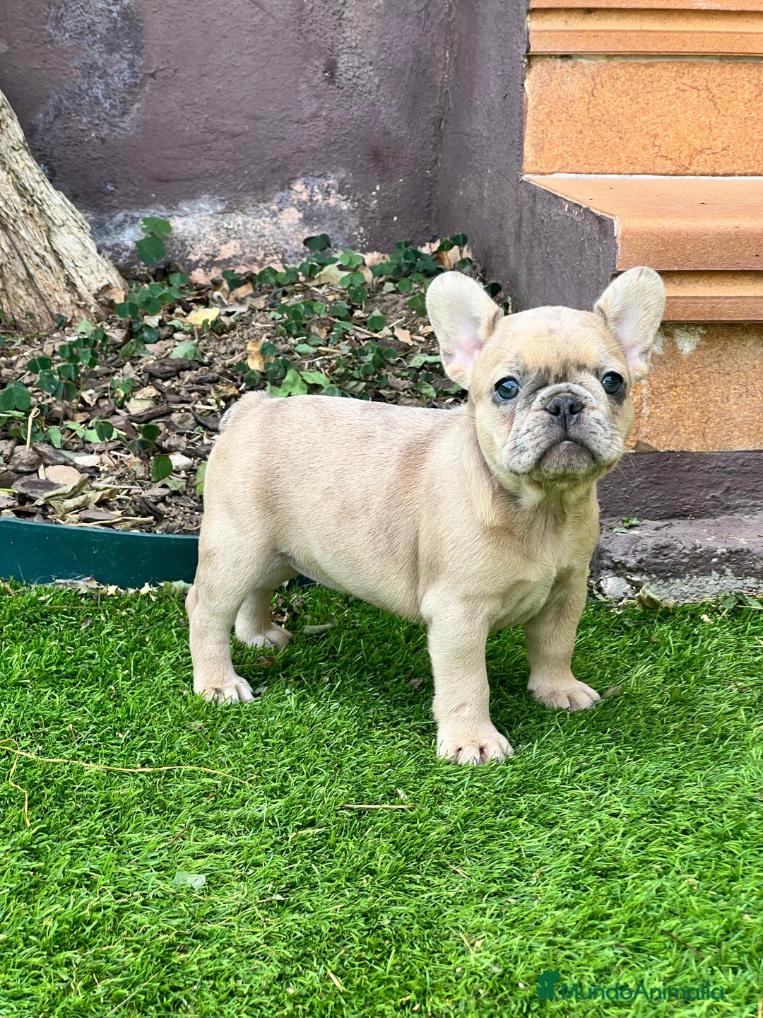 Bulldog Francés perros en venta: entra en nuestra web milcachorros.es - Imagen 15