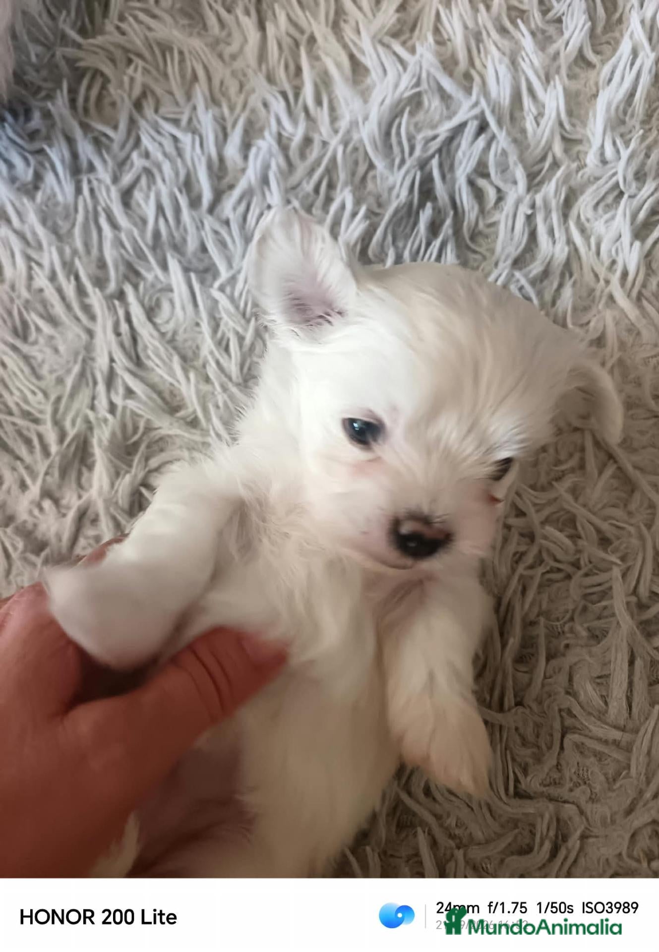 Maltipoo perros Bichoncito Macho - Anuncio 2
