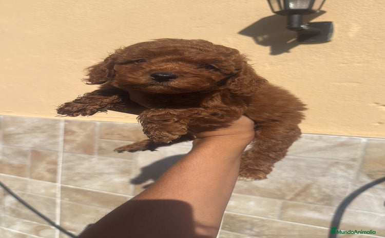 Caniche Toy perros - Propaganda 14