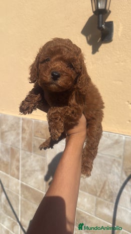 Caniche Toy perros - Anuncio 6