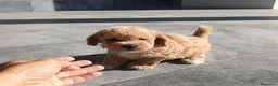 Maltipoo perros en venta: Maltipoo  - Anuncio 4